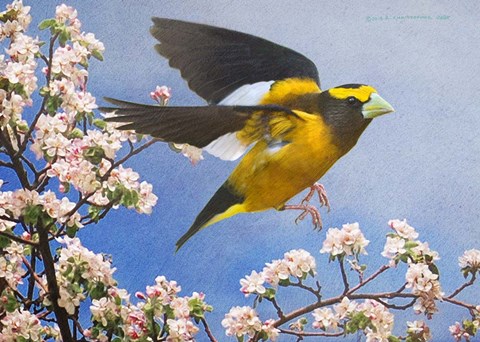 Framed Grosbeak Flight Male Print