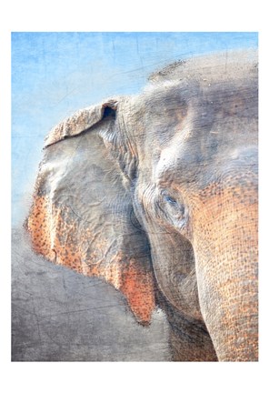 Framed African Elephant A Print