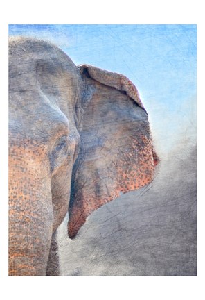 Framed African Elephant B Print
