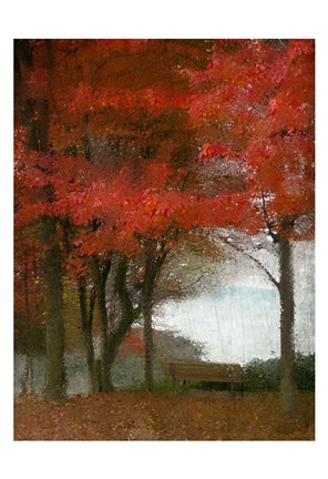 Framed Maple Tree Walk Print