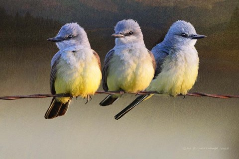 Framed Kingbird Trio Sunset Print