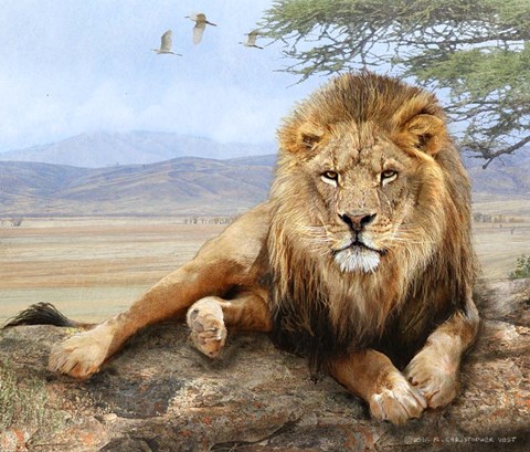 Framed Shady Spot Lion Male Print