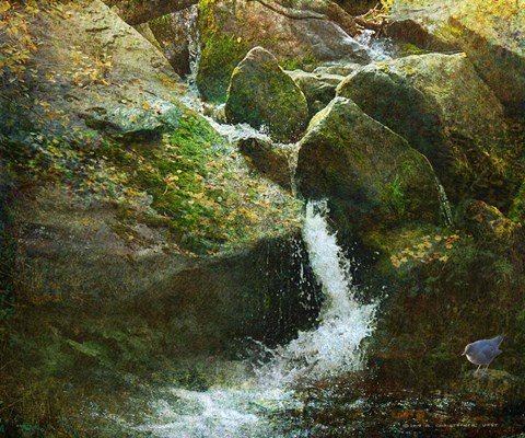 Framed Waterfall With Dipper Print