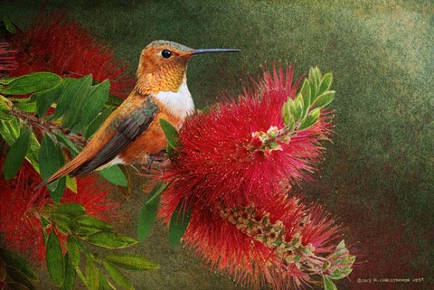 Framed Red Bloom Hummingbird Print