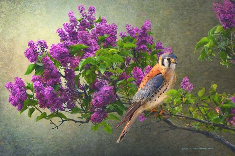 Framed Lilac Branch Kestrel Print