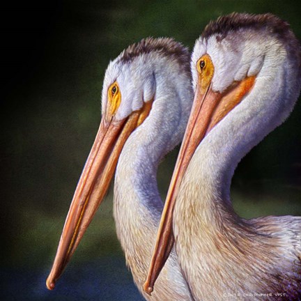 Framed Pelican Portrait Print