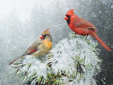 Framed Snow Cardinals Print