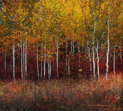 Framed Aspen Forest Near Kelly WY Print