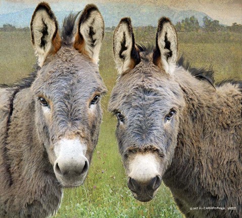 Framed Cute Donkeys Print