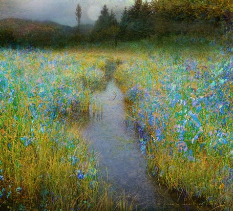 Framed Kelly Marsh Iris Print