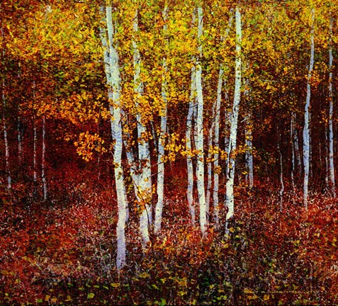 Framed Aspen Forest Above Kelly Print