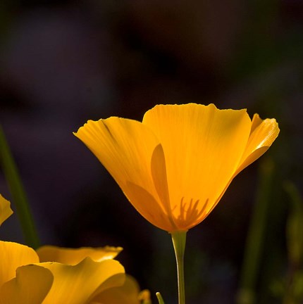 Framed Wildflowers Poppy Arizona 1 Print