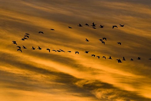 Framed Early Morning Bosque Del Apache New Mexico Print