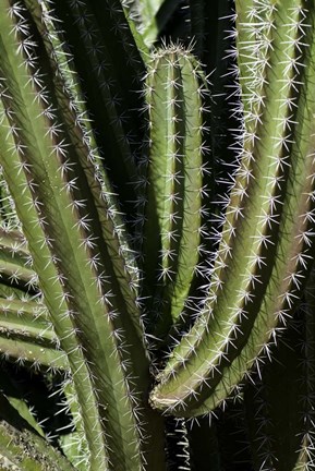 Framed Saguaro Cactus Arms Print