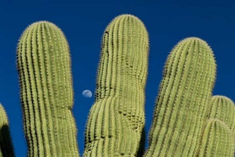Framed Color Saguaro Cactus Moon Arizona Superstition Mtns Print