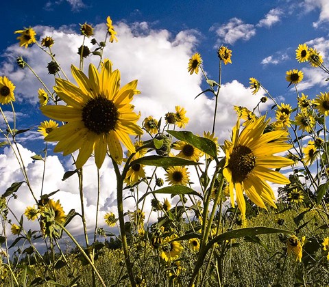 Framed Sunflowers Arizona Print