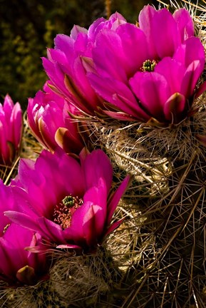 Framed Prickly Pear Cactus Arizona Desert Vertical Print