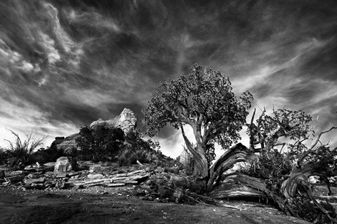 Framed Sedona Juniper Tree 2 Print