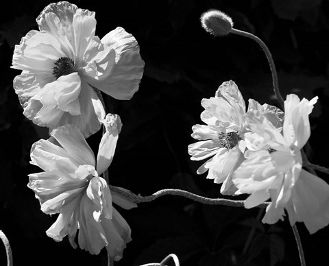 Framed New Mexico Poppies Print