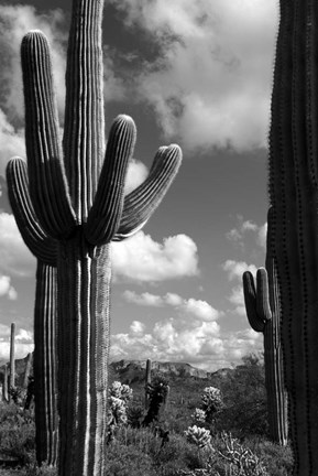 Framed Arizona Superstition Mtns Saguaros 2 Print