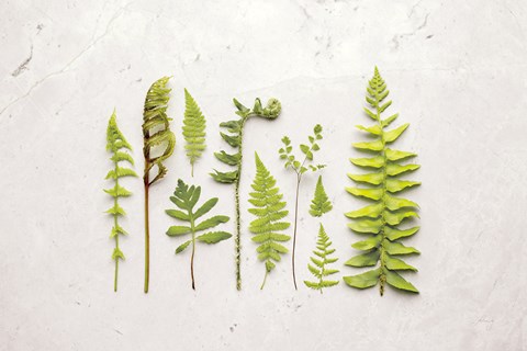Framed Flat Lay Ferns I Print