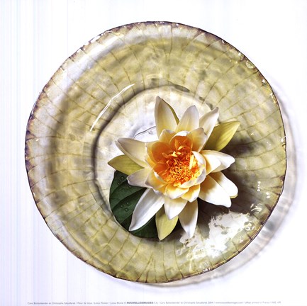 Framed Lotus Flower Print