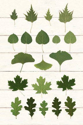 Framed Leaf Chart I Shiplap Print