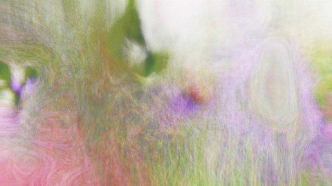 Framed Buttonbush Print