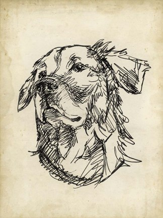 Framed Breed Studies VIII Print