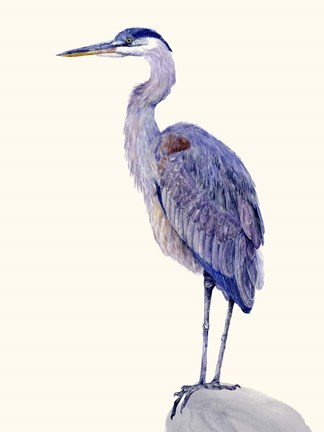 Framed Heron Study I Print