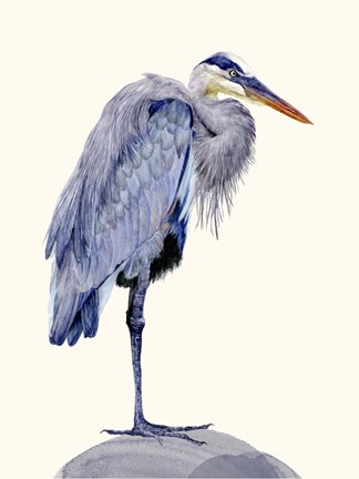Framed Heron Study II Print