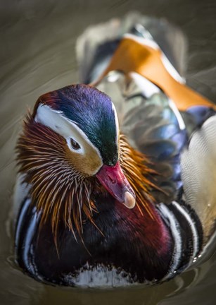 Framed Manderin Print