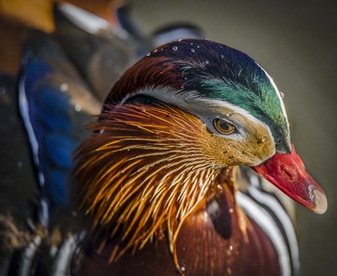 Framed Manderin 2 Print