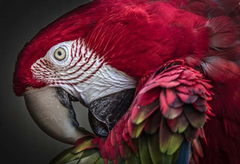 Framed Red Ara Parrot Print