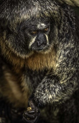 Framed Little Monkey 2 Print