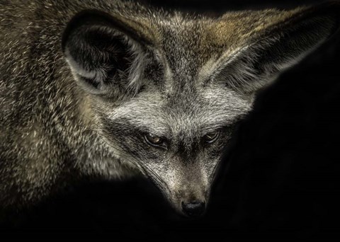 Framed Cute Fox with Big Ears Print