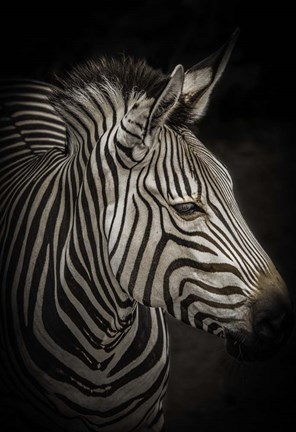 Framed Zebra 4 Print