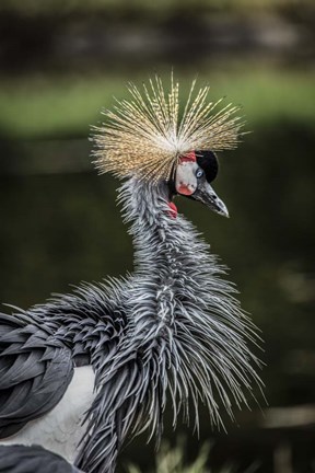 Framed Yellow Crowned Crane Print