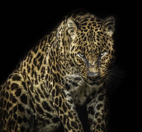 Framed Angry Jaguar Print