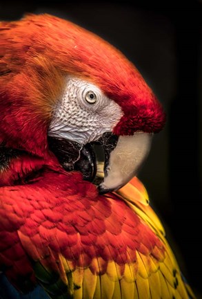 Framed Red Ara Parrot 2 Print