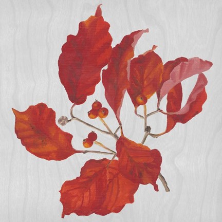 Framed Autumn Leaves VI Print