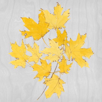 Framed Autumn Leaves VII Print