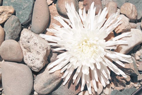 Framed Pebble Beach II Print