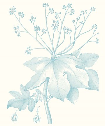Framed Botanical Study in Spa I Print