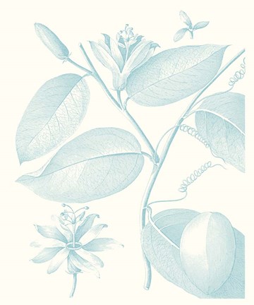 Framed Botanical Study in Spa III Print