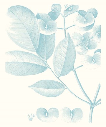 Framed Botanical Study in Spa V Print