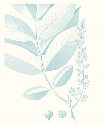 Framed Botanical Study in Spa VI Print