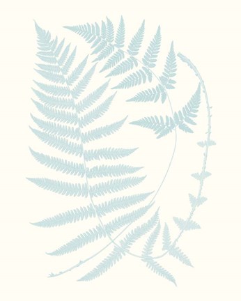 Framed Serene Ferns III Print