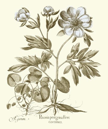 Framed Spa Peonies III Print