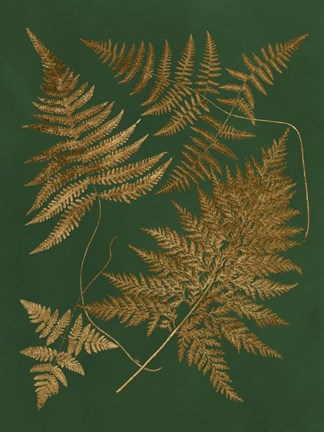 Framed Gilded Ferns II Print
